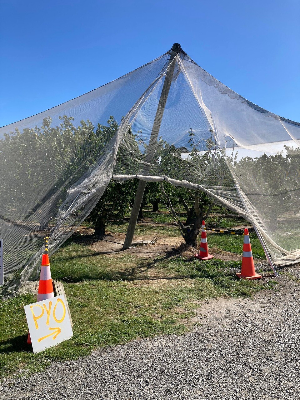 Neuseeland - Havelock - Auf dem Rückweg kaufen wir noch Kirschen, selber Pflücken machen wir heute nicht 🤷🏻‍♀️