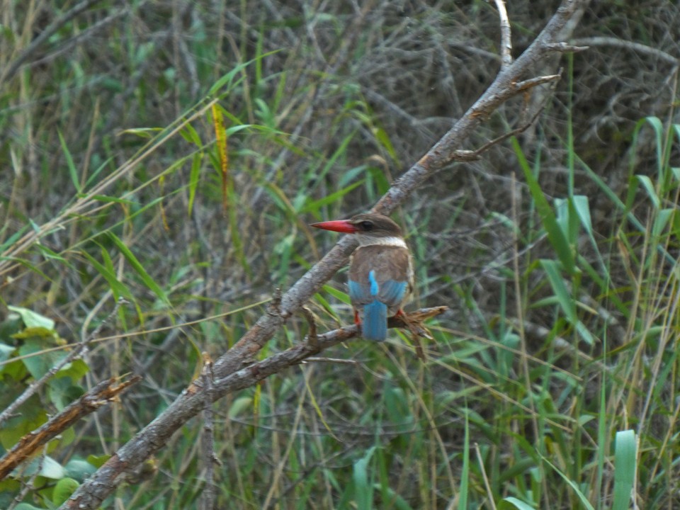 Südafrika - iSimangaliso-Wetland-Park - 