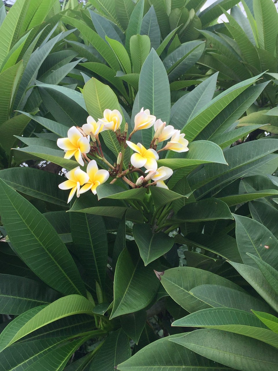 Thailand - Bangkok - 