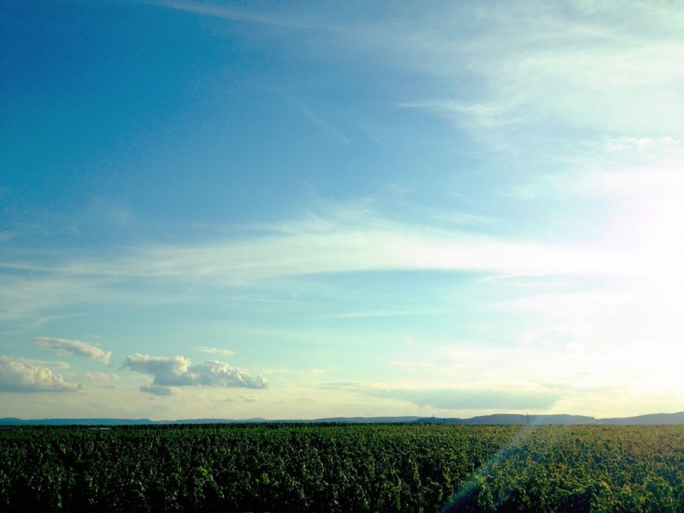 Deutschland - Geisenheim - Im Rheingau