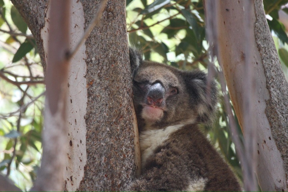 Australien - Yanchep - Und scheinen ein recht entspanntes Leben zu haben.