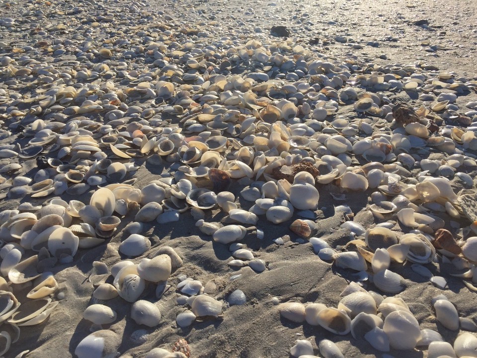  - Australia, Eighty Mile Beach - At low tide .. 🦀🦀