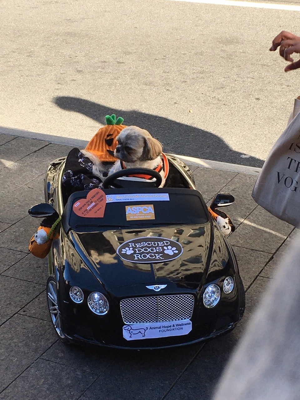 United States - New York - So macht man in NY auf ungerechte Behandlung der Tiere aufmerksam