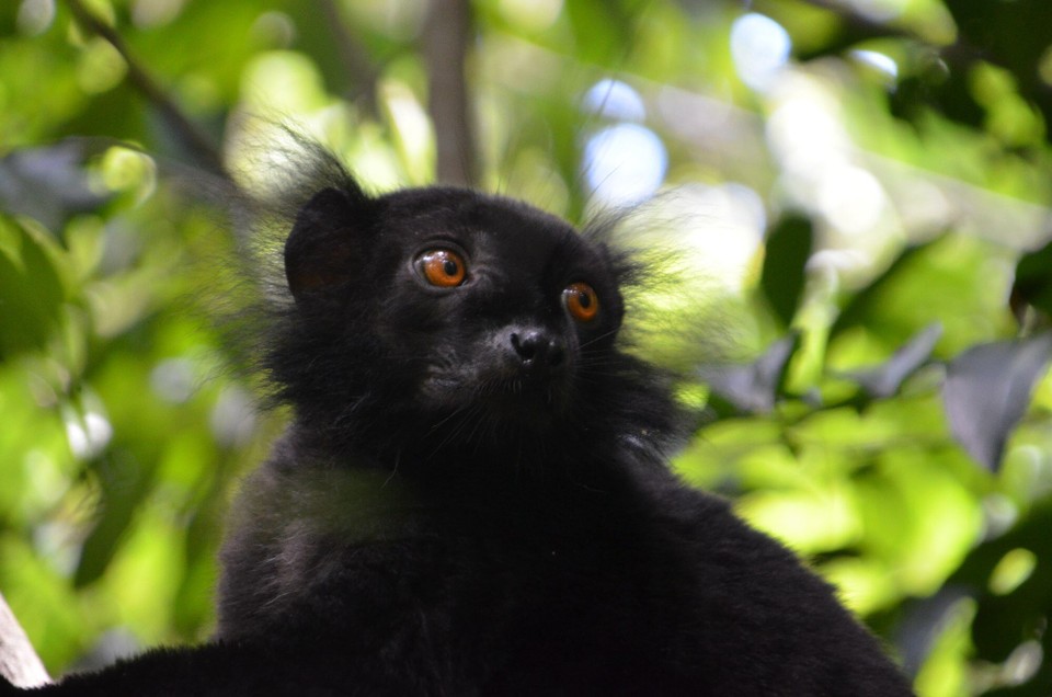 Madagaskar - Nosy Be - Lemurmännchen