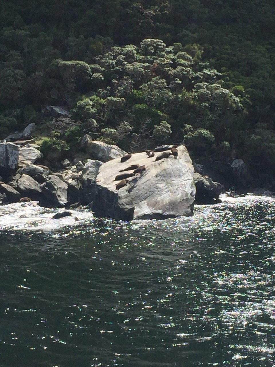 Neuseeland - Milford Sound - 