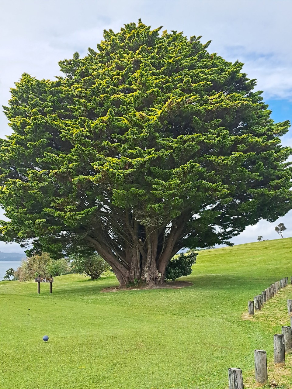 Neuseeland - Paihia - Immer wieder eindrückliche Bäume 