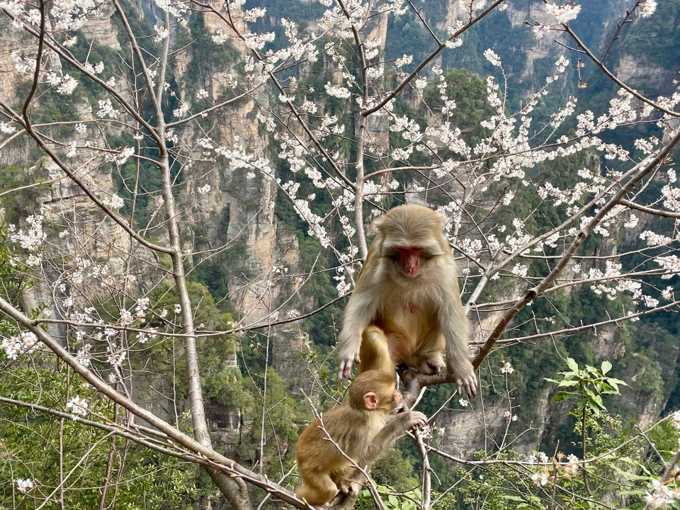 China - Zhangjiajie - 