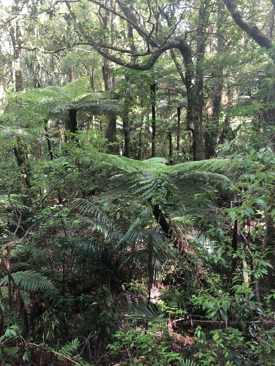 Neuseeland - Kaihu - Traumhafter Busch im Trounson Kauri Park. 