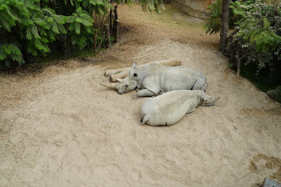 Schweiz - Zürich - Das Südliche Breitmaulnashorn, trifft man nur noch sehr selten in Nationalparks im südlichen Afrika, wegen seinem Horn heute noch von Wilderern gejagt, so dass Rhynos in Afrika Tag und Nacht streng bewacht werden müssen