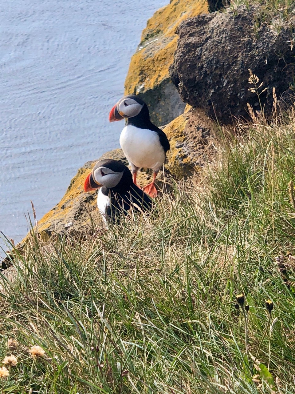 Island -  - Und tatsächlich darf ich ganz nah an die Beiden heran. Ganz langsam natürlich. Aber sie sind ähnlich „scheu“ wie Pinguine und nicht so scheu wie eigentliche Vögel.