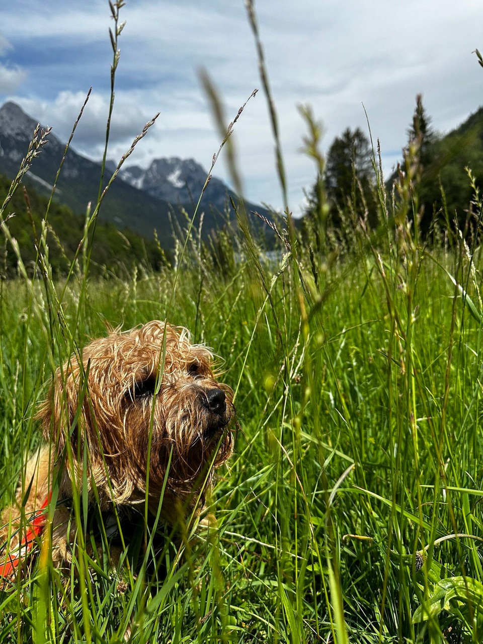 Österreich - Scheffau am Wilden Kaiser - 