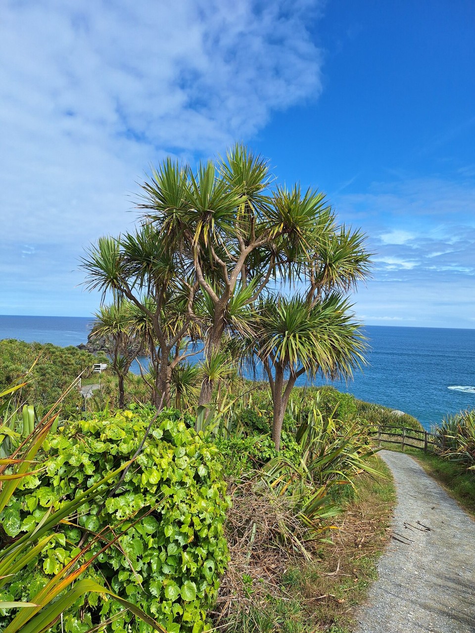 Neuseeland - Cape Foulwind - 