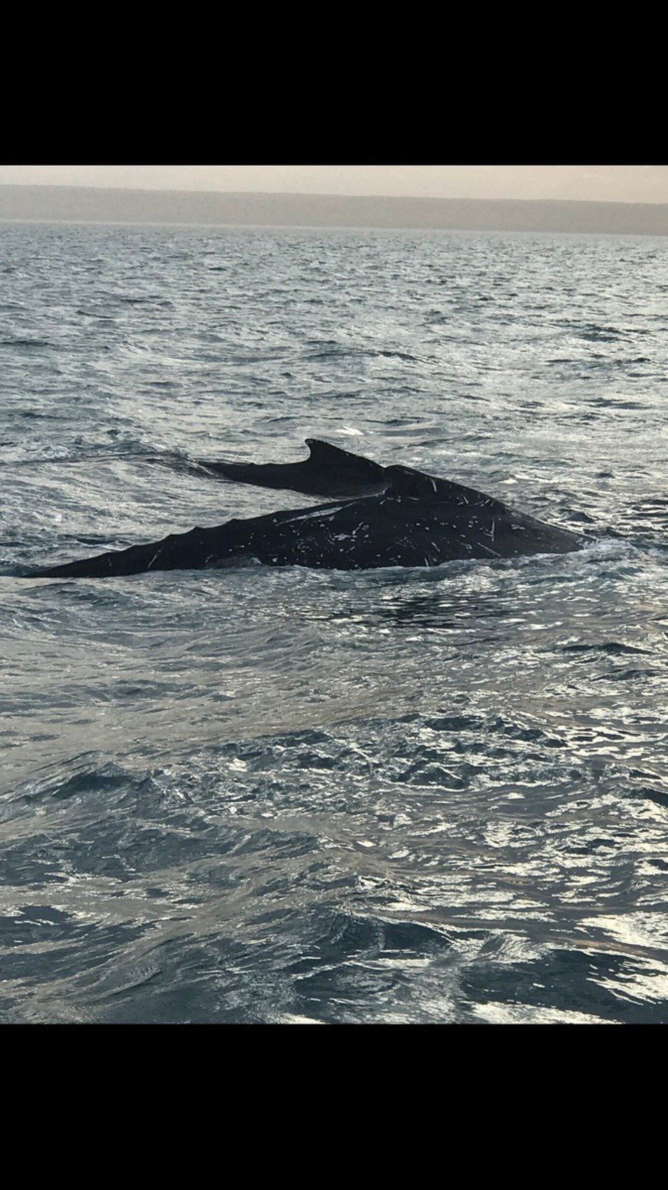  - Australia, Exmouth - Humpbacks were everywhere.. this is closest we got 