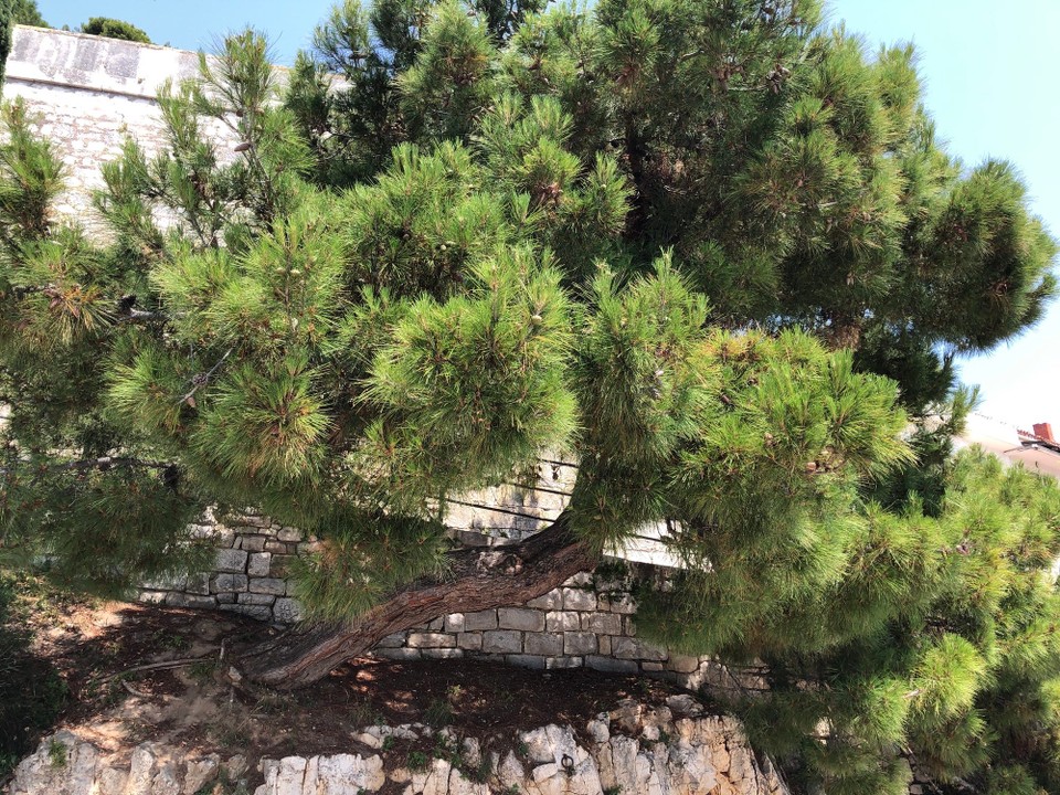 Kroatien - Rovinj - Pinie