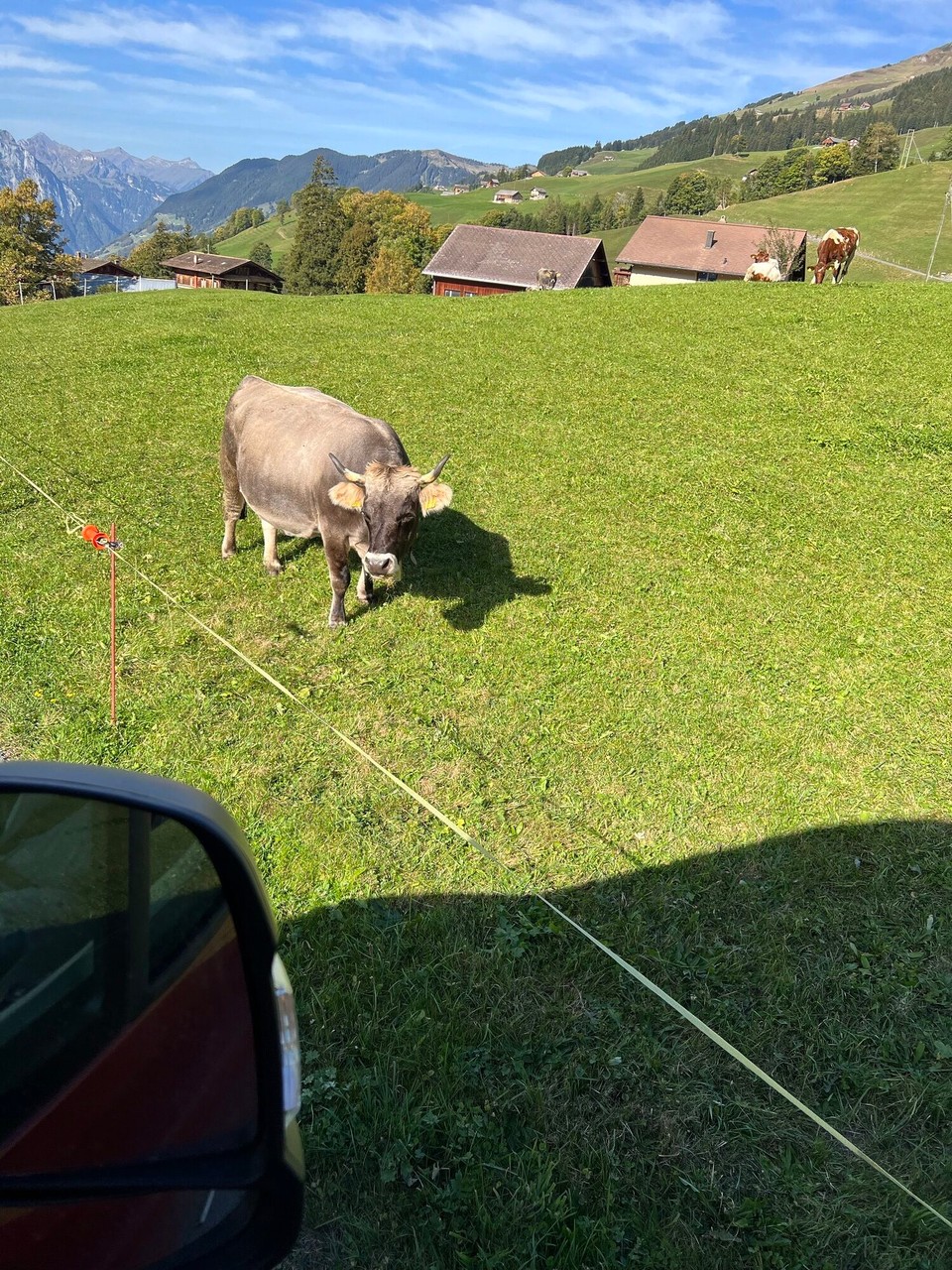 Schweiz - Riehen - …vorbei an idyllisch-typisch Schweizerischen Motiven. Sogar🐂mit Hörner hat es…
