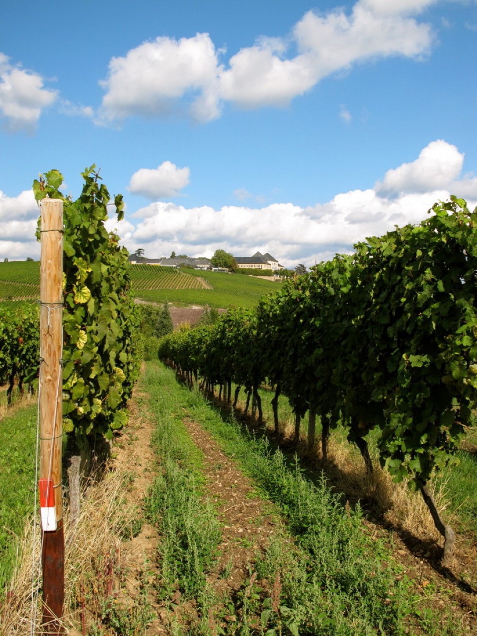 Deutschland - Geisenheim - 