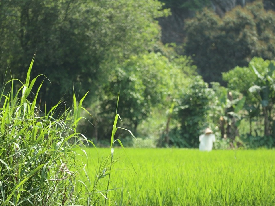Vietnam - Ninh Bình - 