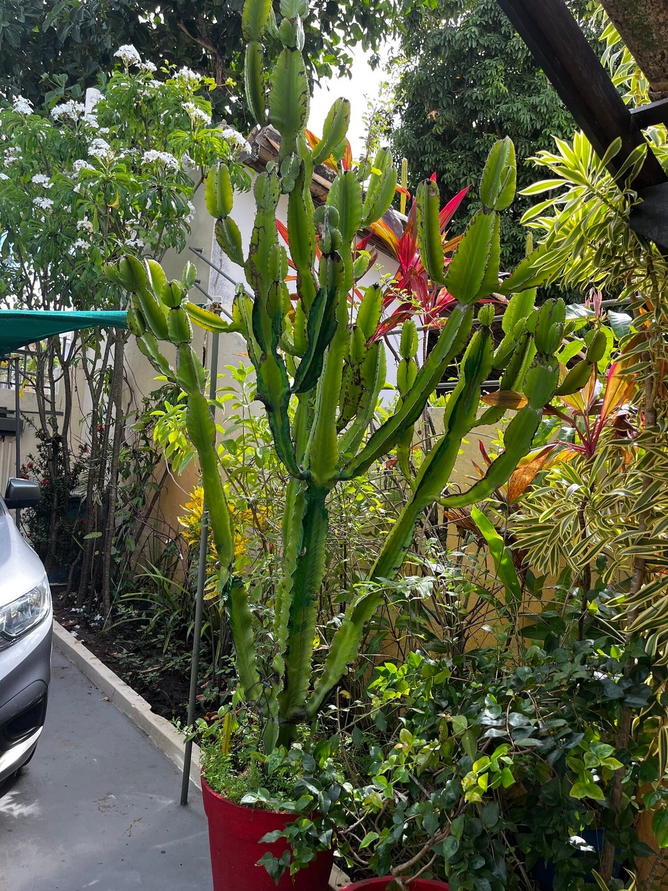 Brasilien - Salvador - 