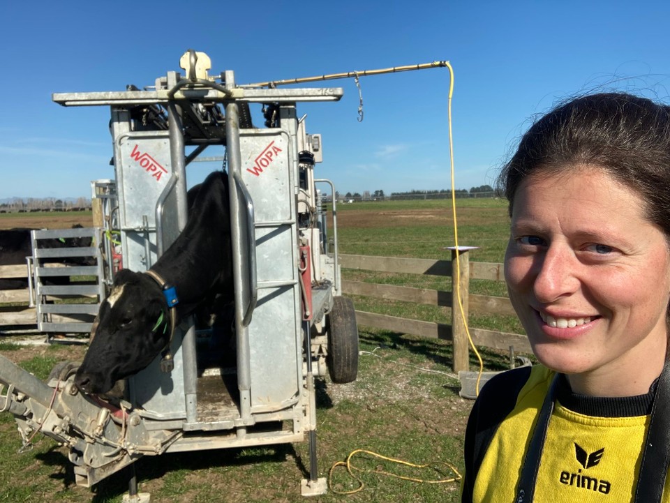 Neuseeland - Swannanoa - Arno hat ein Huftrimmbusiness für Kühe und ich helfe ihm heute mal 🤓
Zwei Farmen mit ca. 45 Kühen insgesamt stehen auf dem Plan - ich bin fürs Kühe schubsen, alles aufschreiben, fotografieren und filmen zuständig
