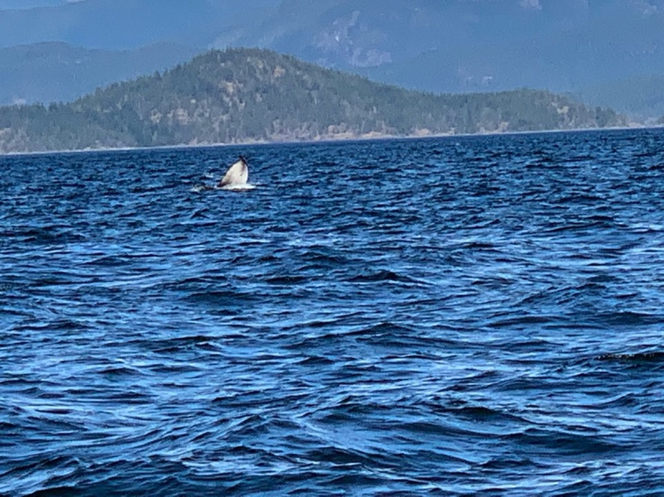 Kanada - Campbell River 11 - 