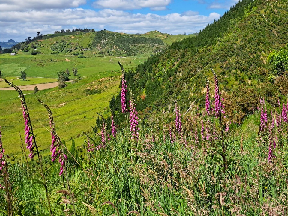Neuseeland - Te Kuiti - 