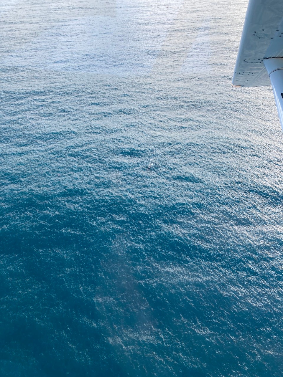 Neuseeland - Kaikōura - Herzlich Willkommen auf diesem Flug, unter uns schwimmt ein männlicher Pottwal, der ausgewachsen eine Länge von bis zu 18 Metern erreichen kann!
Im Flugzeug sah das definitiv beeindruckender aus als auf dem Bild 🤔🫣