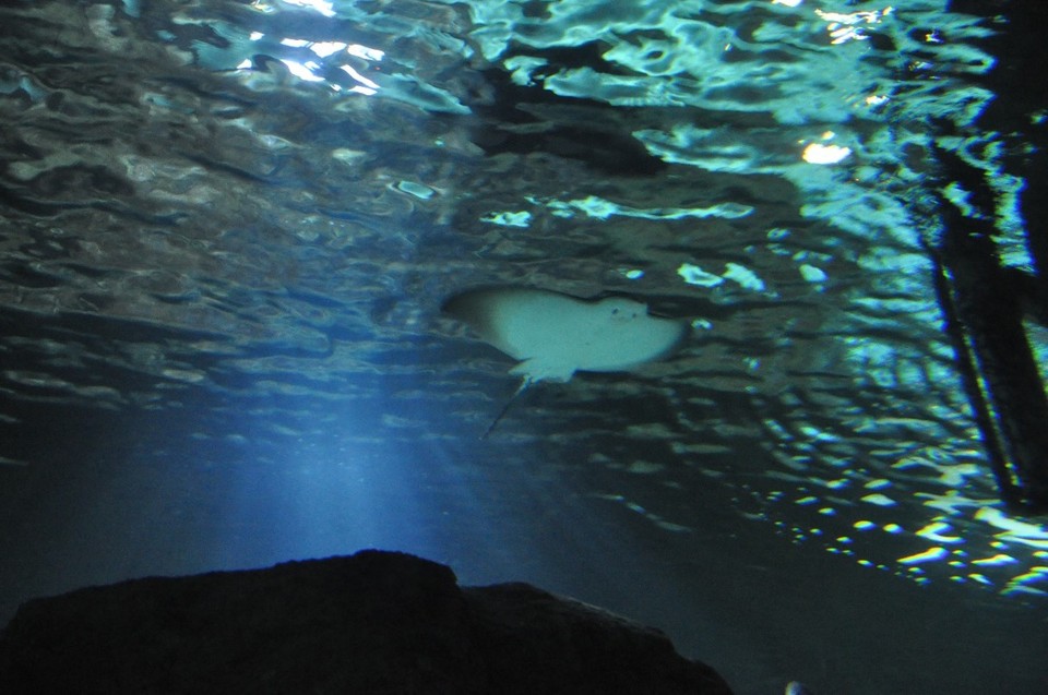 Neuseeland - Auckland - 