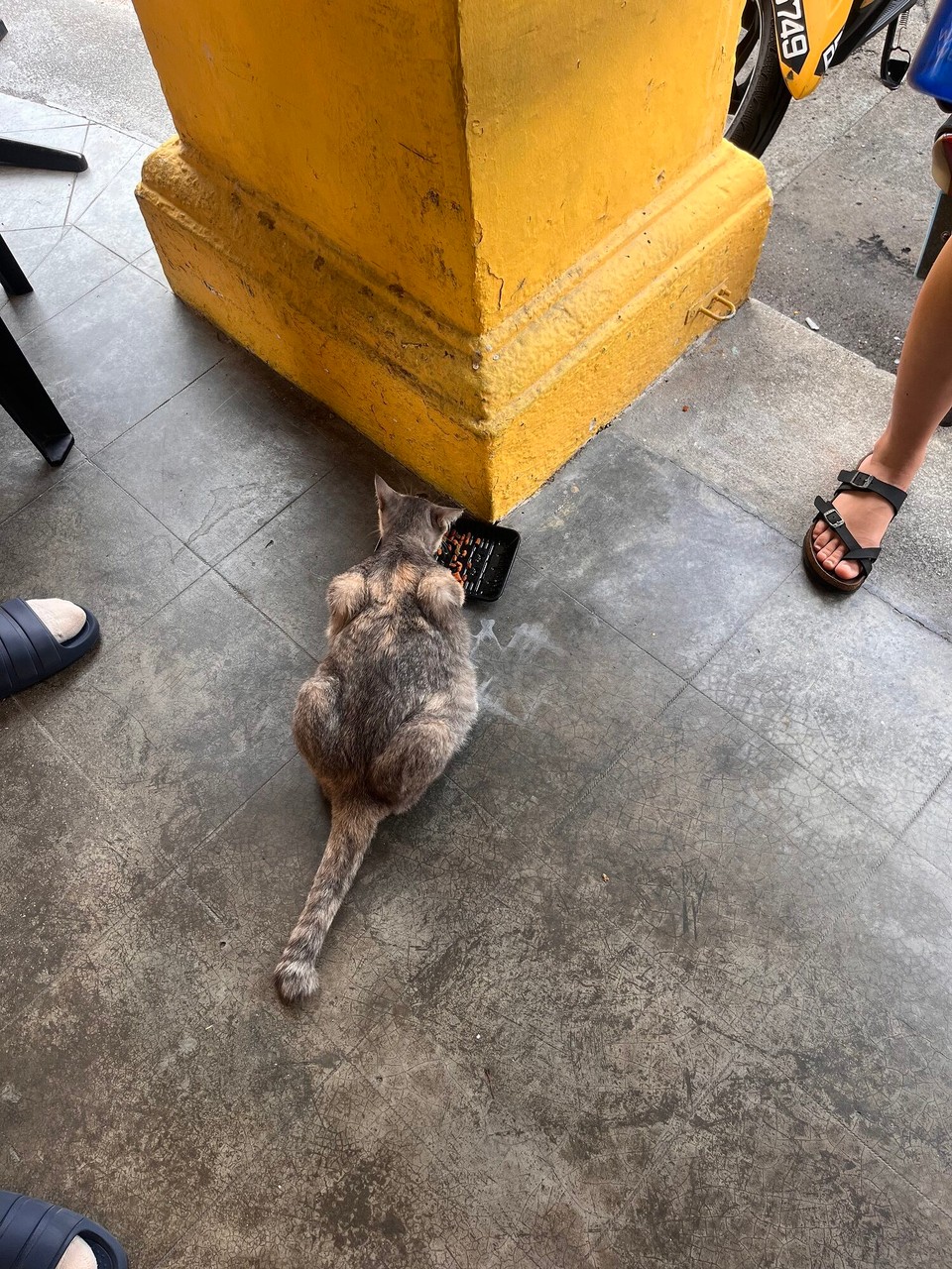 Malaysia - Georgetown - Pregnant cat 