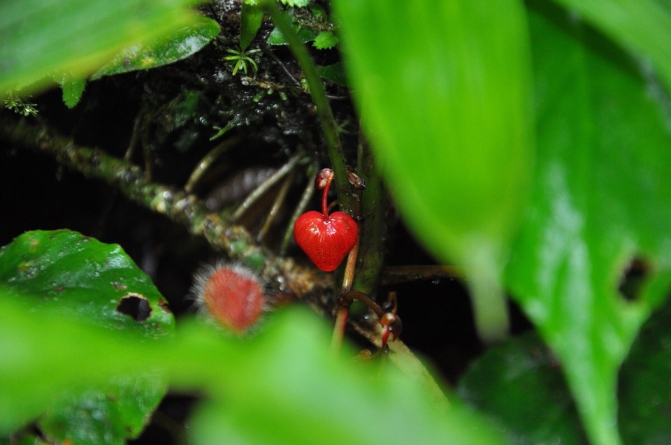 Costa Rica - Guatuso - 