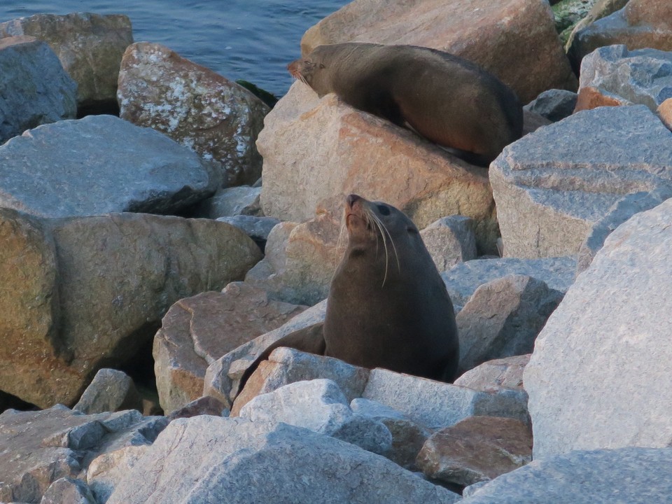 Australia - Eden - Fur seals - otaries a fourrure, ça dort beaucoup