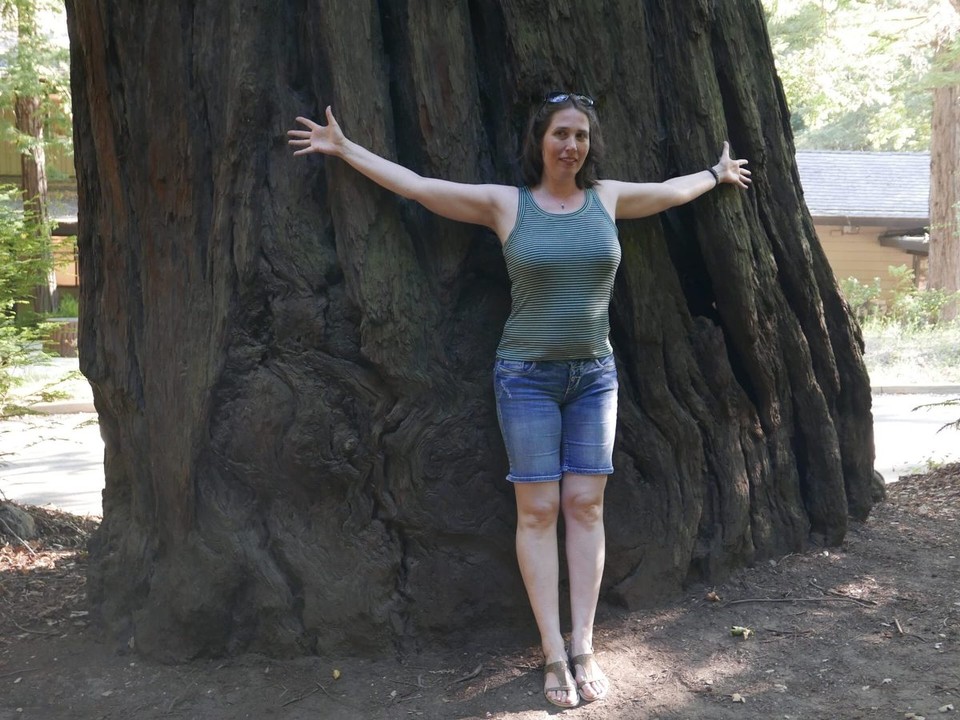 USA - Big Sur - ....um diesen Stamm haben wir versucht zu viert einen Kreis zu machen...keine Chance, es hätte mindestens noch ca. 4 Personen mehr gebraucht.