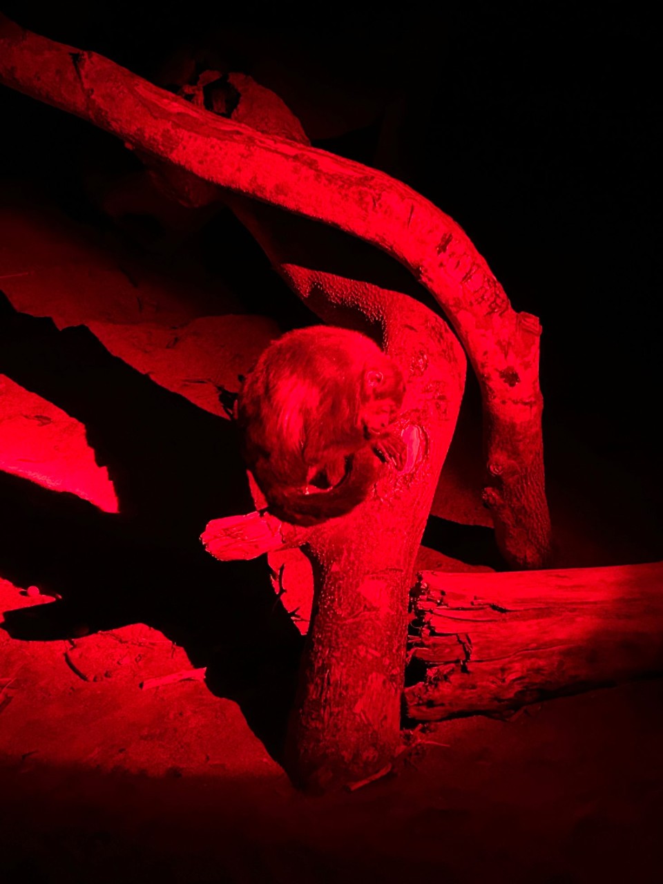 Costa Rica - Playa Grande - 