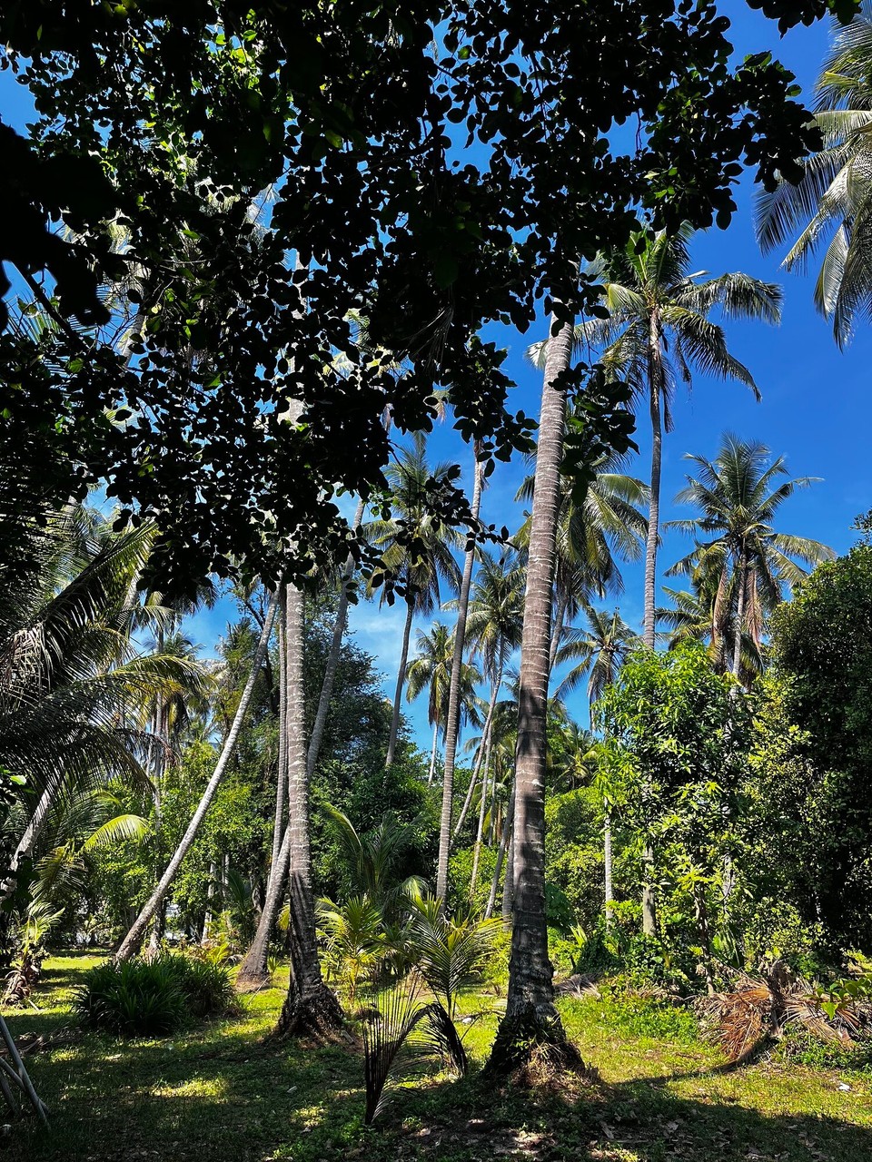 Thailand - Kantang - 