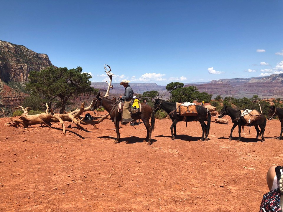 Vereinigte Staaten - Grand Canyon - Der Versorgungs-Trupp der Phantom-Ranch am Colorado River - die wir zu Fuss heute nicht erreicht haben. 