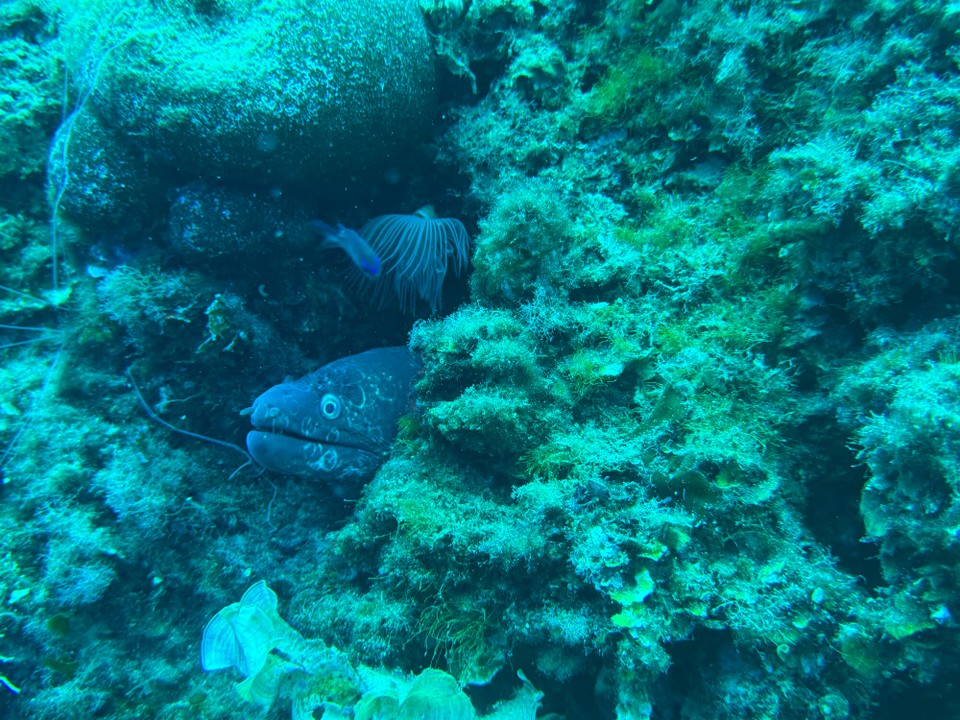 Italien - Capoliveri - 