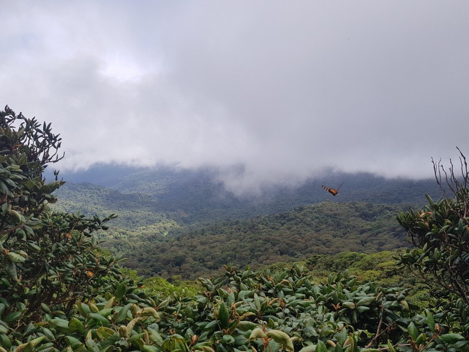 Costa Rica - unbekannt - Monteverde Cloudforest Reservat