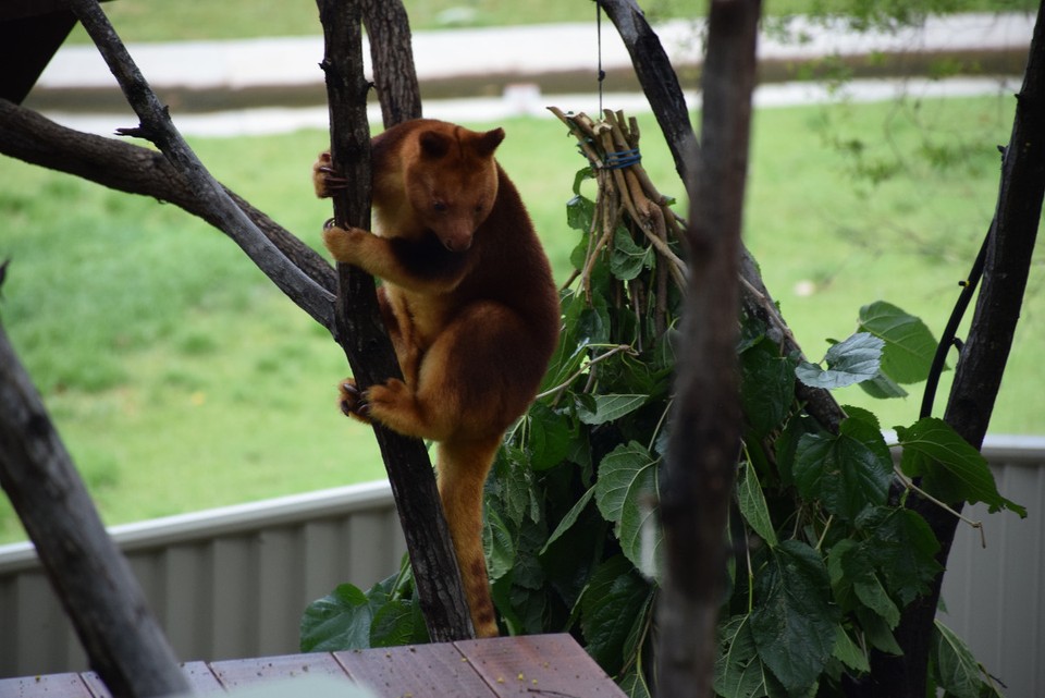 Australien - Currumbin - Baum-Kängurus