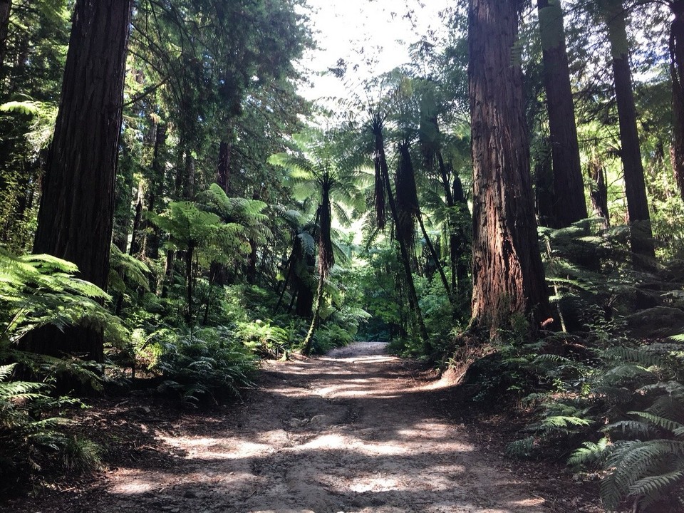 Neuseeland - Rotorua - Red Woods 