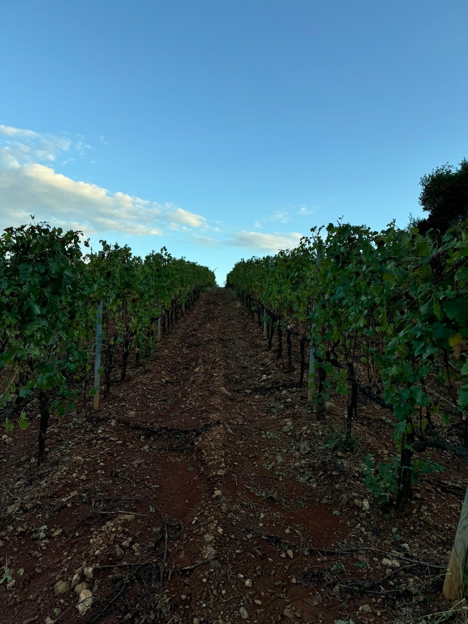 Italien - Marciana - Im Weinberg