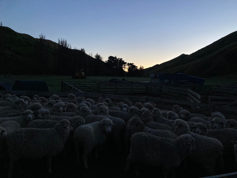 Neuseeland - Ward - Guten Morgen und herzlich Willkommen auf der Farm des Nachbarn 🤪
Schafe, Schafe, überall Schafe 🤩