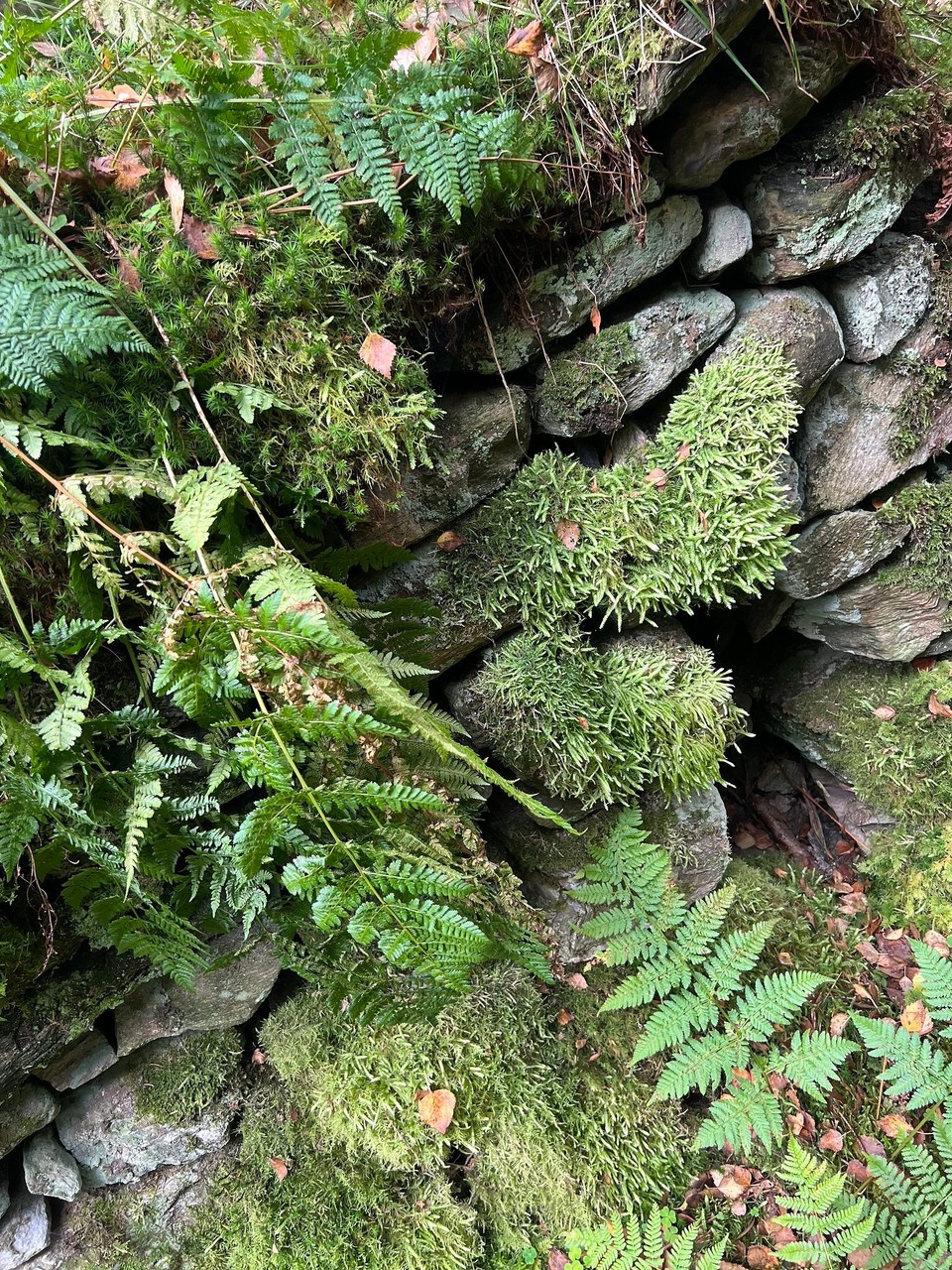 Vereinigtes Königreich - Stirling - 