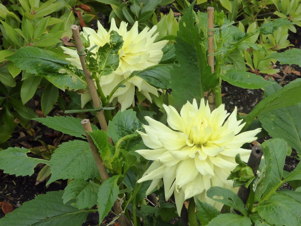 Ireland - Glengarriff - Dinner plate dahlias.