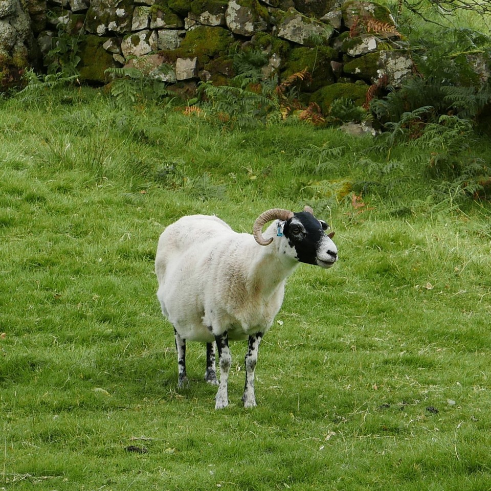 Vereinigtes Königreich - Skye - ...natürlich darf da der Schafsbock nicht fehlen...