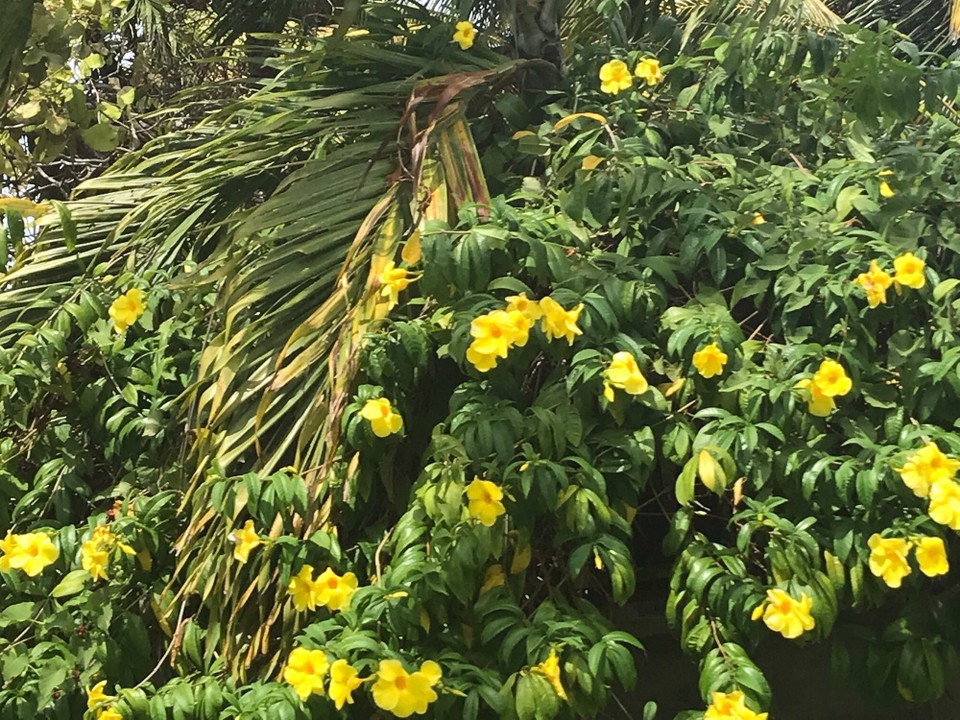 Guadeloupe -  - 