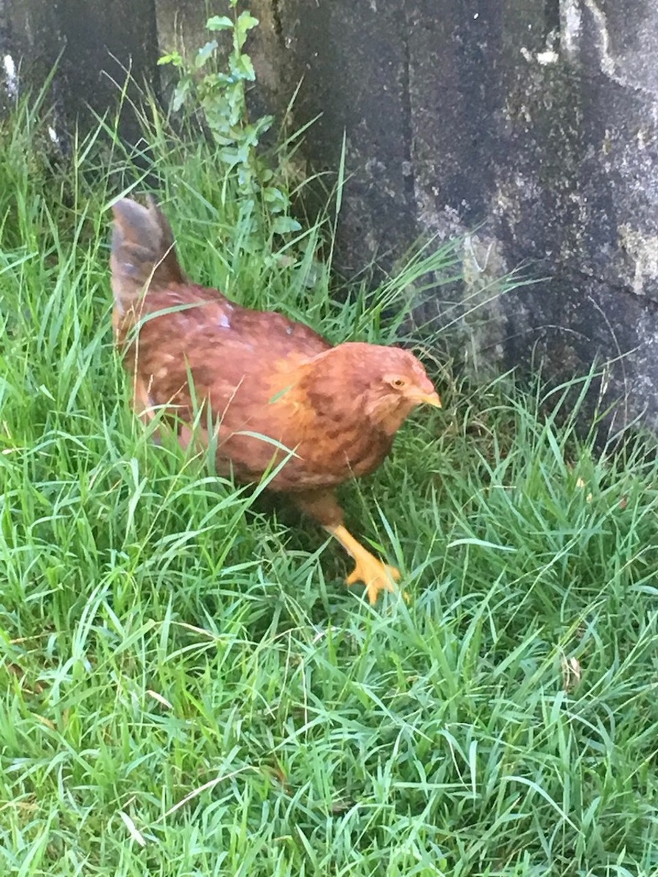 Neuseeland - Taupo - Geh Eier legen, der Osterhase wartet drauf