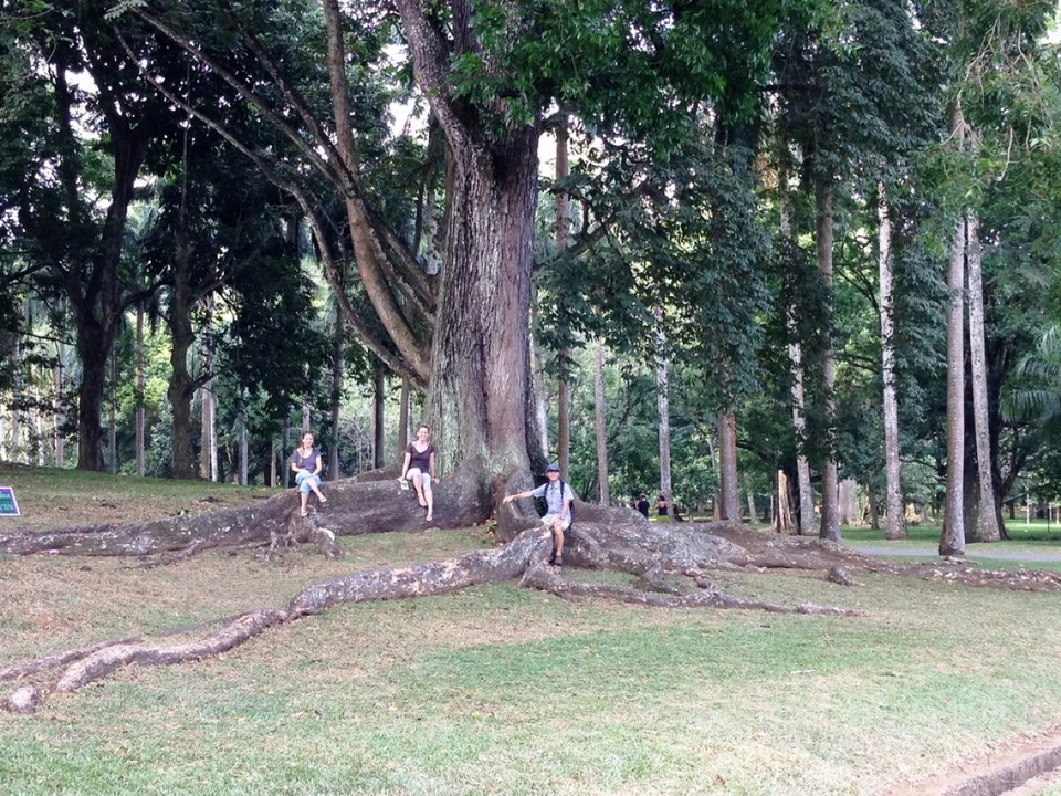 Sri Lanka - Peradeniya - 