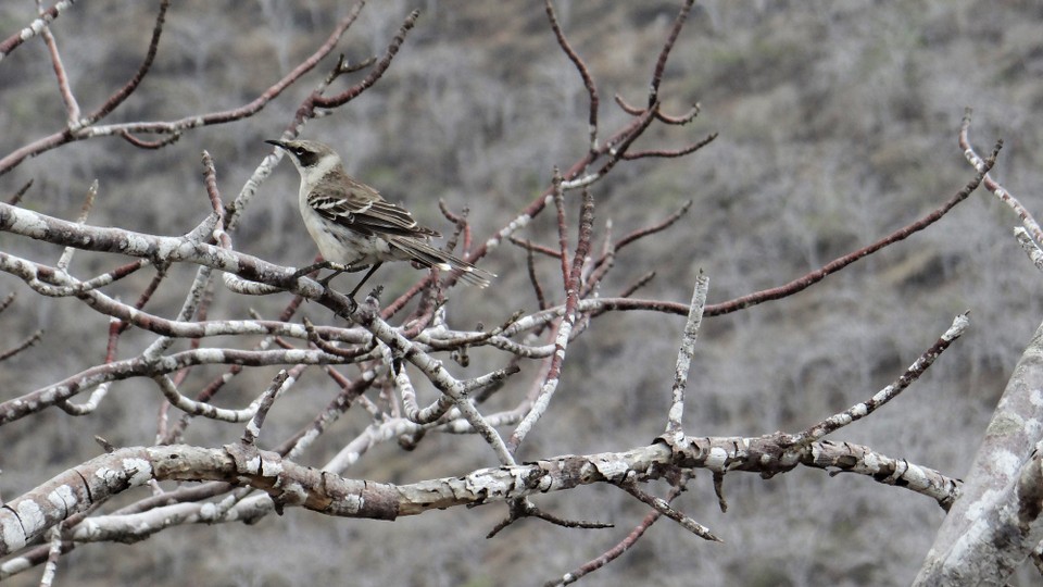 Ecuador - Isabela Island - Isabela Mockingbird