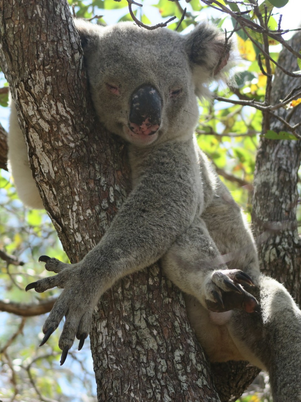 Australia - Magnetic Island - Ils passent leur temps a dormir...