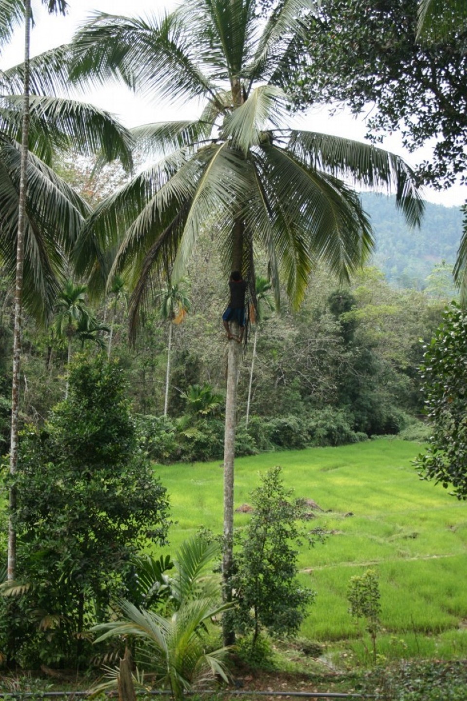 Sri Lanka - Yattapatha - Pelawatta - 