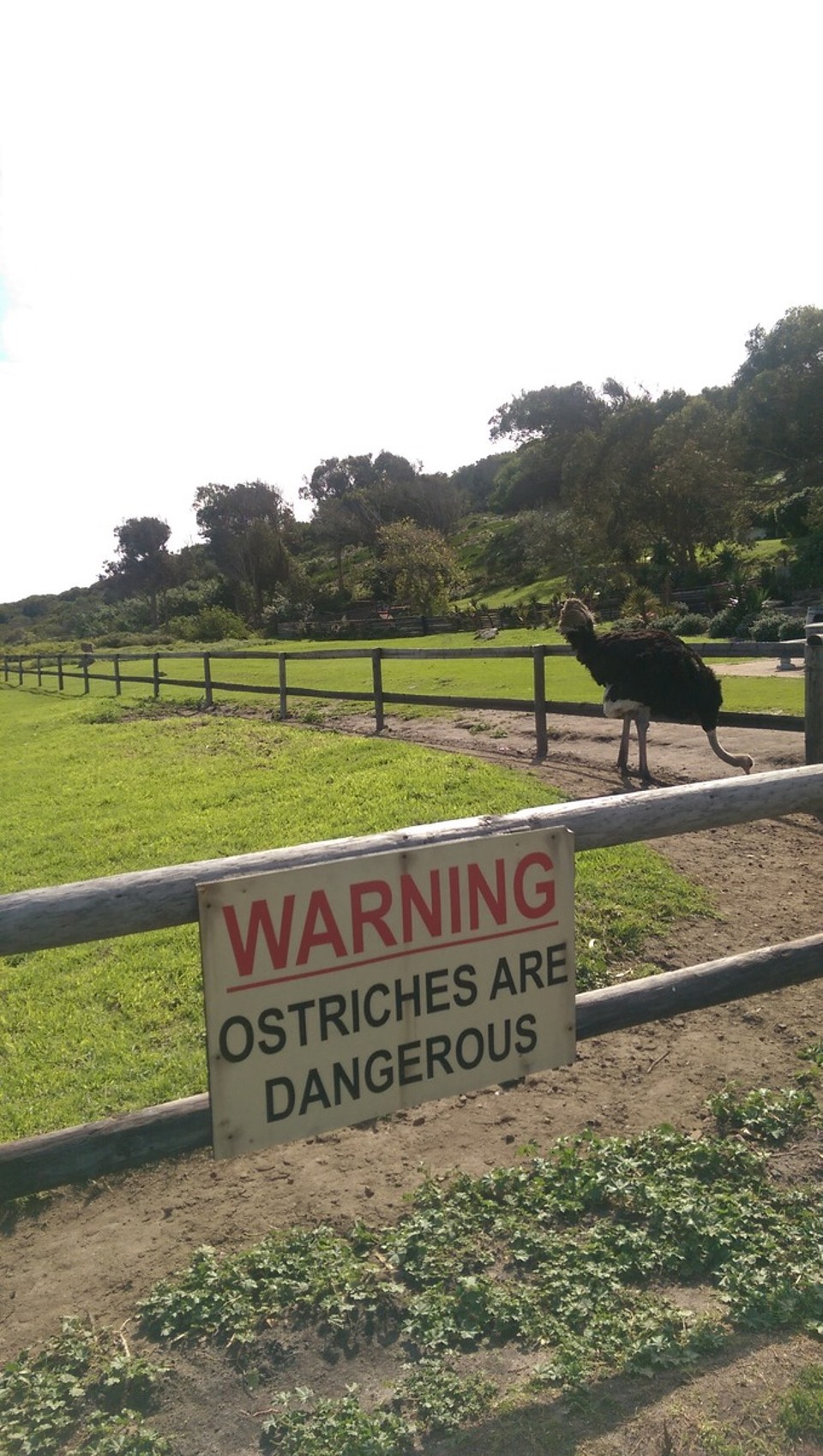 Südafrika - Cape Town - Auf dem Rückweg sind wir über verschiedenste Dörfer zurückgefahren. Wir machten Halt auf einer Straußenfarm.  interessante Tiere. Schmecken auch sehr gut. Ich hoffe, wir aßen nicht seinen Bruder🍖